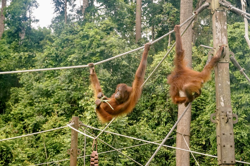 Sepilok Orangutan Rehabilitasyon Merkezi