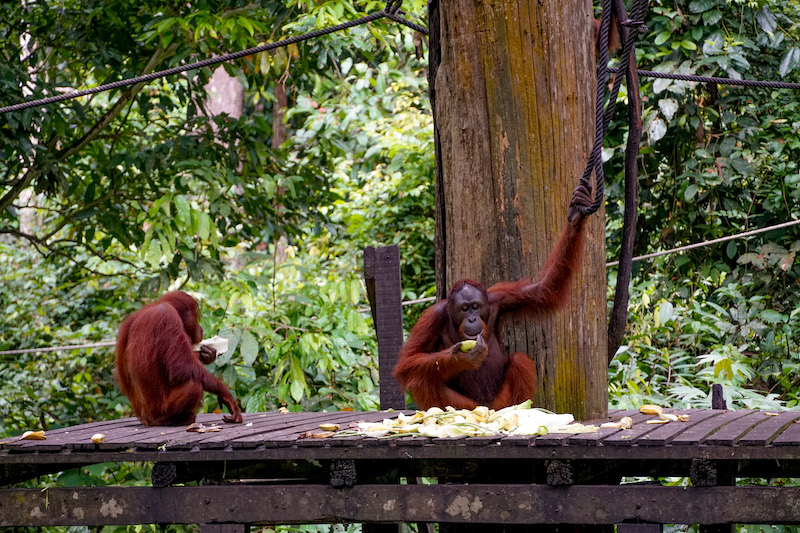 Sepilok Orangutan Rehabilitasyon Merkezi